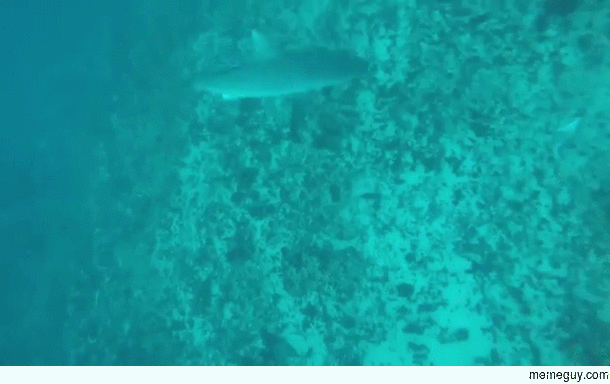 Shark turns on a spear fisherman and bites him on the torso