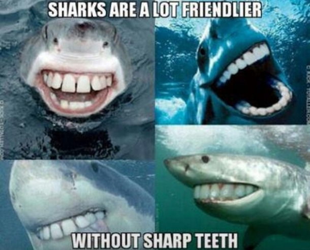 Sharks are a lot friendlier without sharp teeth