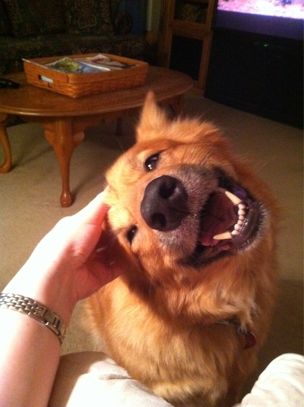 She really likes ear scratches