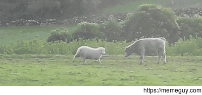 Sheep Breaks Cows Skull In Two