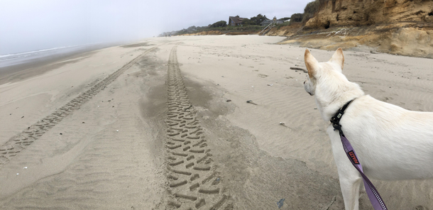 Shes a tracking dog It might take all day but she has a keen sense of smell and determination and something left those tracks on the beach