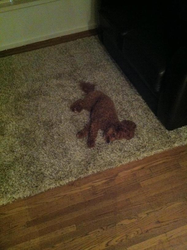 Shes only ever known hardwood floors today she experienced her first rug