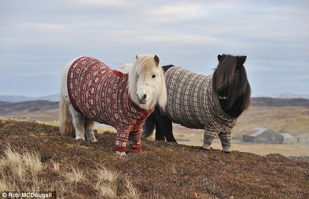 Shetland ponies wearing Fair Isle jumpers on Fair Isle Shetland