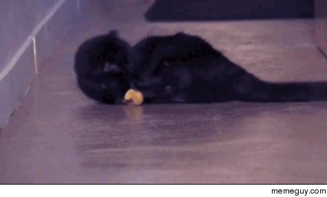 Signs that your cat may have banana dependency