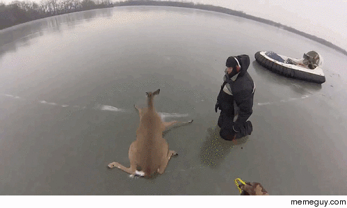 Silly deer you cant go ice skating on hooves