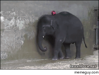Skillful elephant handles ball like a pro
