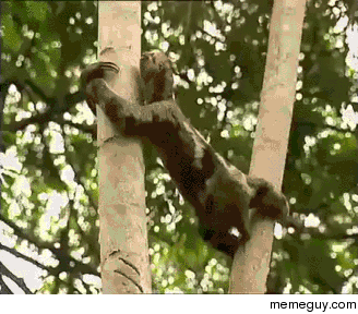 Sloth switching branches