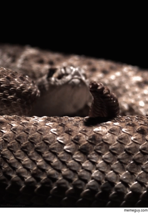 Slow motion rattlesnake