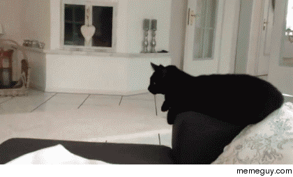 Smooth black cat