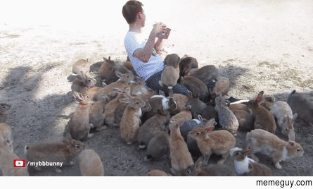 Smothered by bunnies