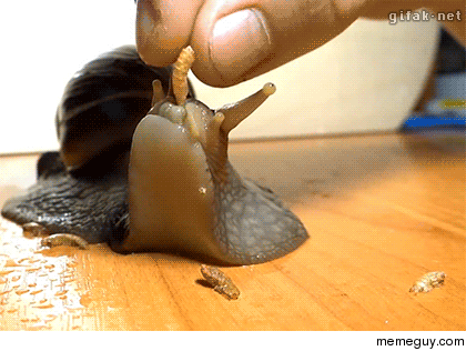 Snail eating his lunch