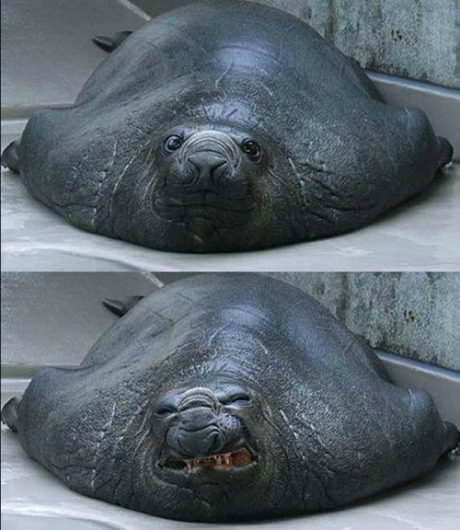 Sneezing Seal x-post from ranimalsbeingderps