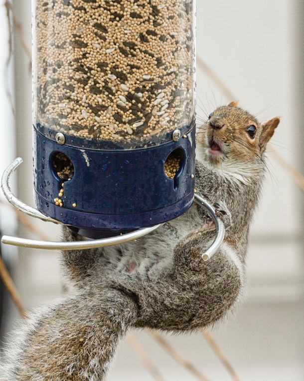 So I bought this expensive Squirrel proof bird feeder