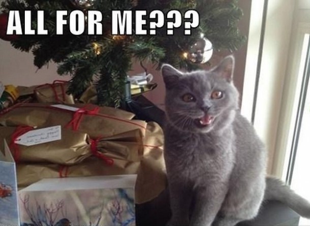Image result for LOL Christmas Cat Gift