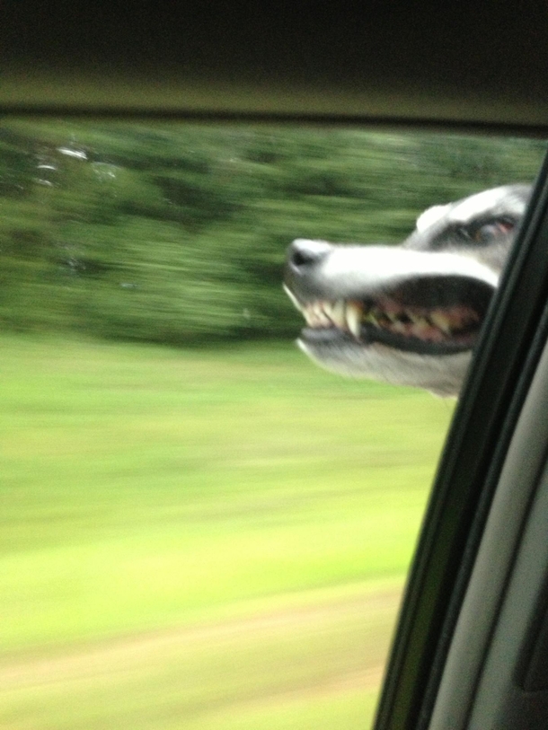 So my friends dog enjoys car rides