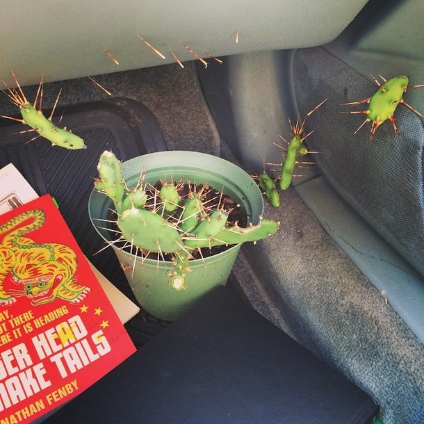 So one of my friends decided to transport some cacti in his car