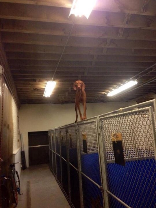 So this dog spent his time in the kennel learning how to cat