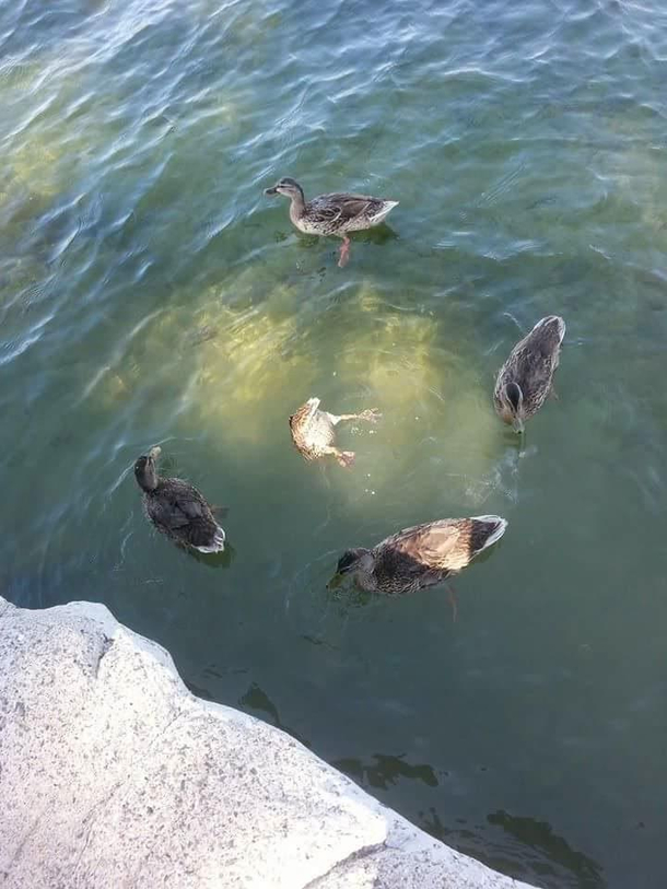 Some kind of satanic ritual by ducks