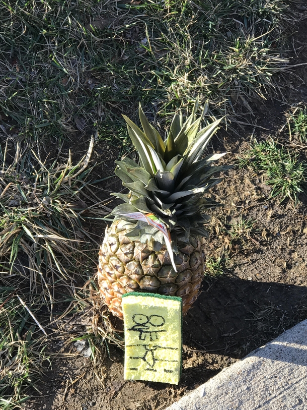 Someone dropped a pineapple on the ground at my apartment complex and I did the only thing I could Both were gone the next day