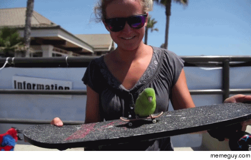 Sorry if youve already seen a bird riding a skateboard on a skateboard held by a bird today