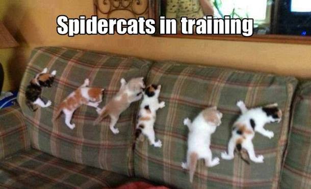 SpiderCats In Training
