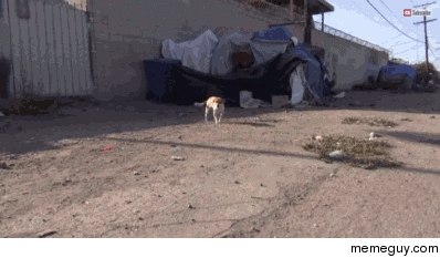 Stray dog hit by a car rescued by Hopeforpaws