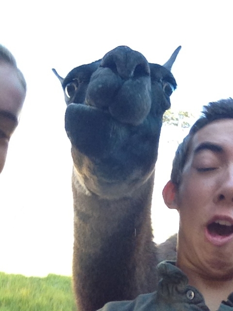 Successful selfie with a llama in Macchu Picchu