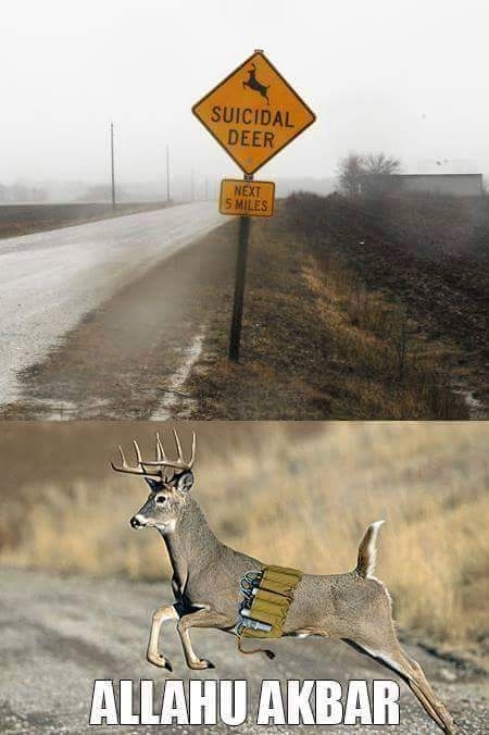 Suicidal Deer