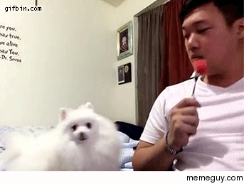 Teasing the dog