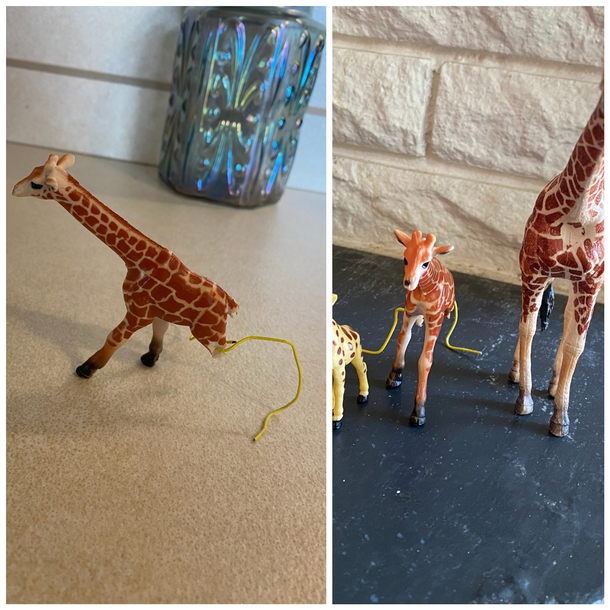 Thanks to paperclips and science this giraffe can once again stand with his giraffe friends after losing his rear limbs in a horrific Chihuahua chewing attack