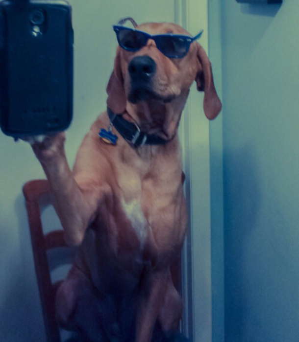That is one cool dog
