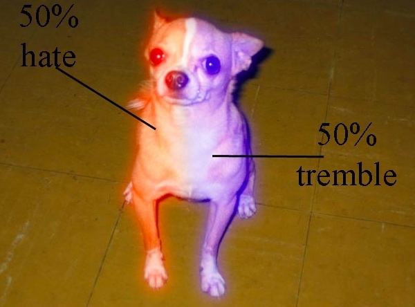 The anatomy of a chihuahua