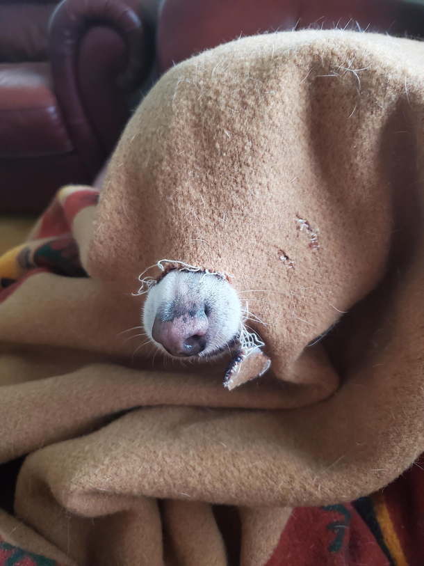 The audacity to chew a hole through a Pendleton blanket then beg through it
