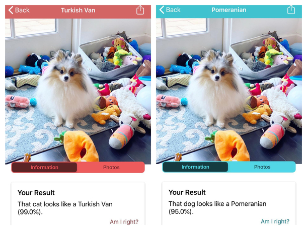The cat version of this machine learning breed identification app is more certain that my Pomeranian is a Turkish Van cat than the dog version is that shes a Pomeranian
