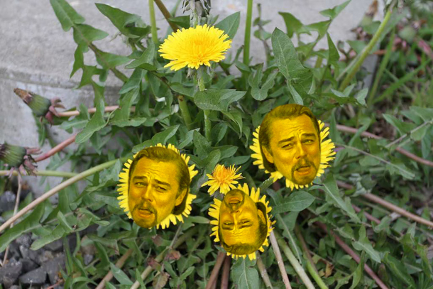 The dandelions in my yard after the rd application of weed killer