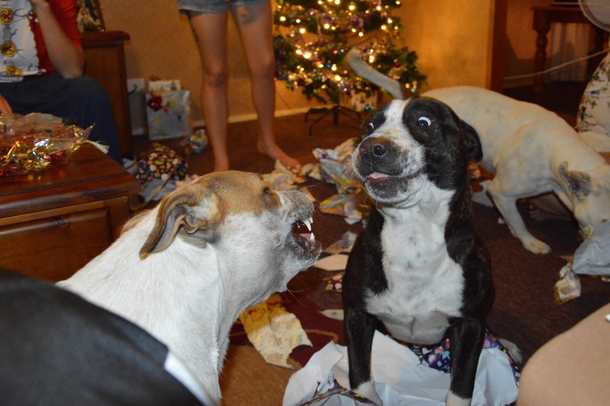 The family doggies opening there Christmas presents