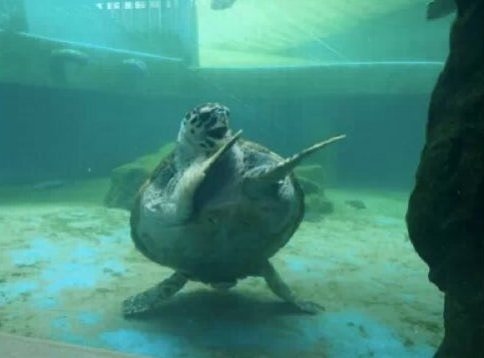 The happiest turtle you will ever see