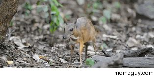 The Lesser Mouse Deer