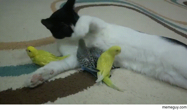 The life of a cat and its tweety birds