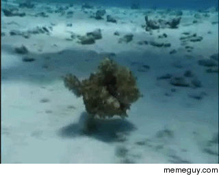 The Mimic Octopus running along the ocean floor