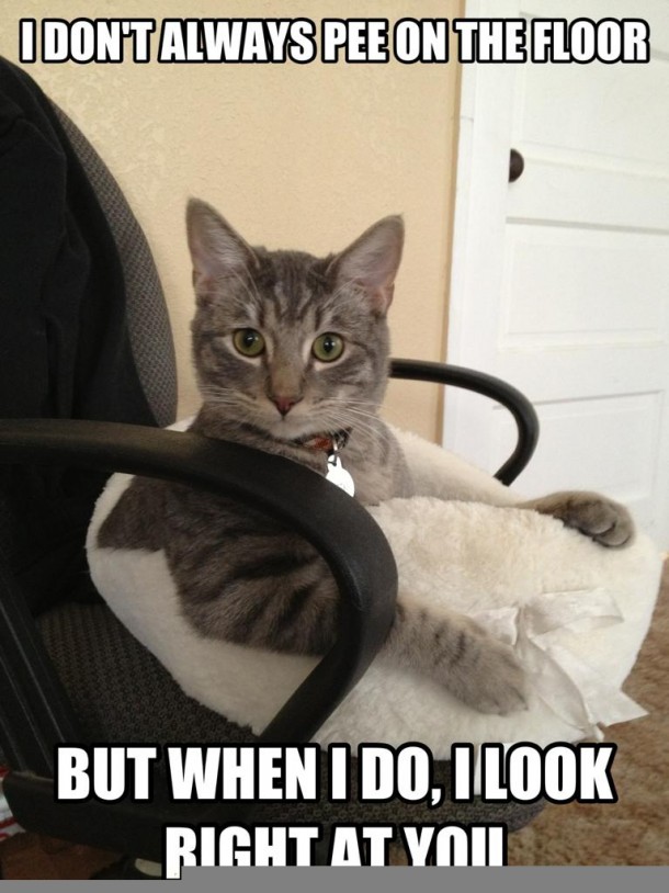 The most interesting cat in the world not-so-secretly hates you