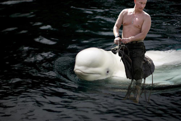 The real reason that Beluga Whale has a harness on