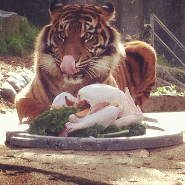 The San Francisco Zoo just posted this picture of Jillians Thanksgiving