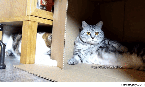 The Shining as enacted by cats
