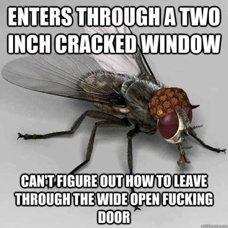 The thing I hate most about flies