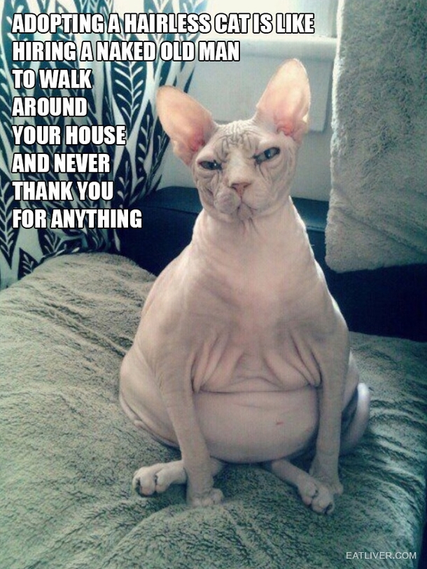 The truth about owning a hairless cat