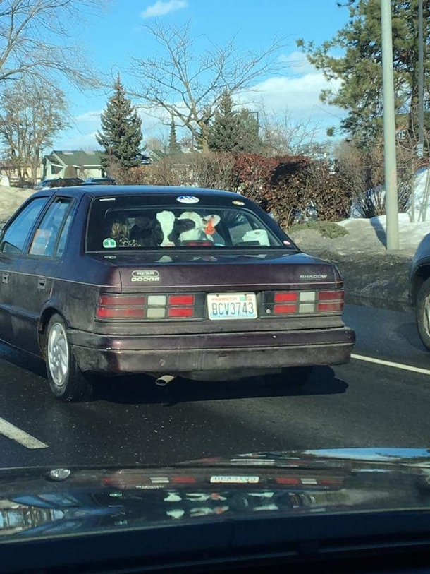 There are two cows in this car