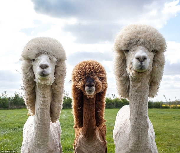 These alpacas look like theyre about to drop the hottest classic rock album of 
