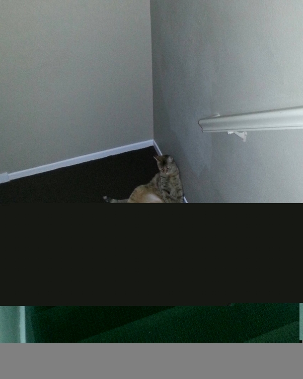They said shed be worth karma someday I present my cat looking hungover in the stairwell