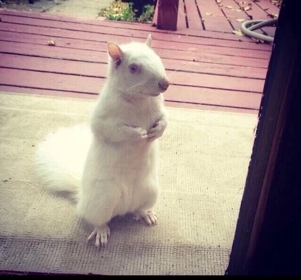 This albino squirrel comes to the window just to rub his nipples